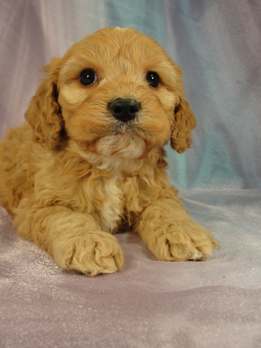 Male cockapoo Puppy for sale #10 Born December 27, 2011